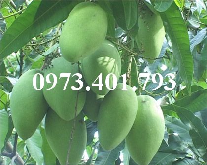 CÂY GIỐNG XOÀI ĐÀI LOAN